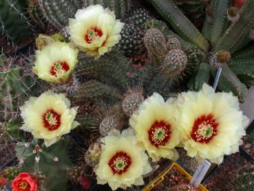 Echinocereus papillosus